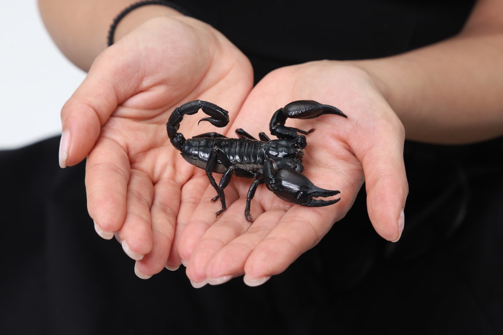 Woman holding a black scorpion on her hands