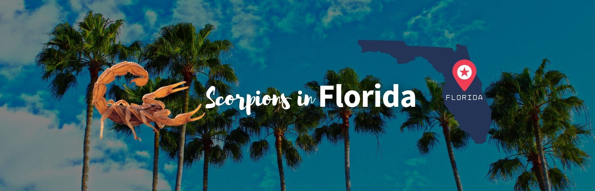 The 3 Types of Scorpions in Florida: Pictures, Tips and Facts!