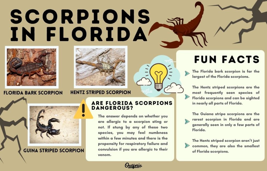 Chart of Scorpions in Florida complete with Photos, Guide, Facts, and more