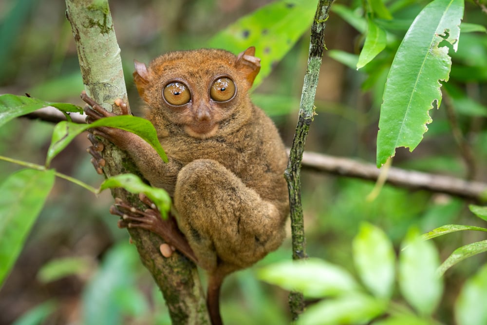 Image of a Philippine Tarsier holding on a tree branch in its natural habitat in Bohol, Philippines.