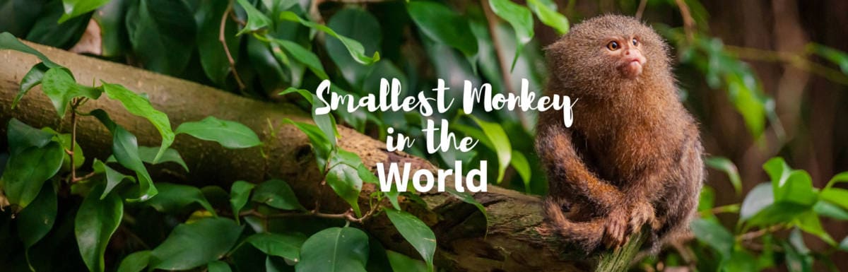 smallest monkey in the world featured photo