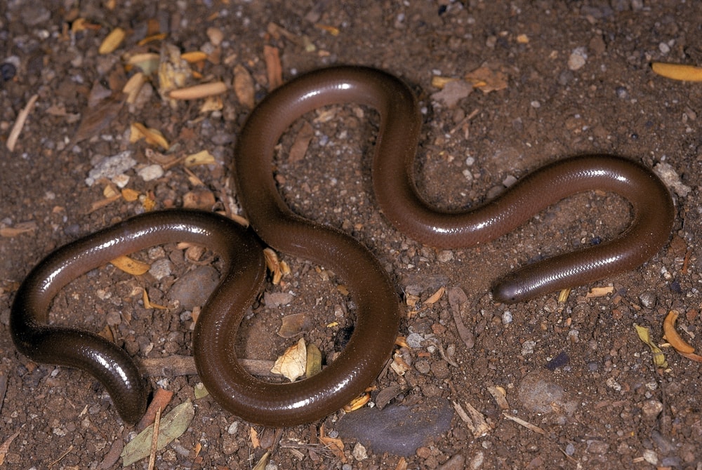 Worm Snake laying on soil