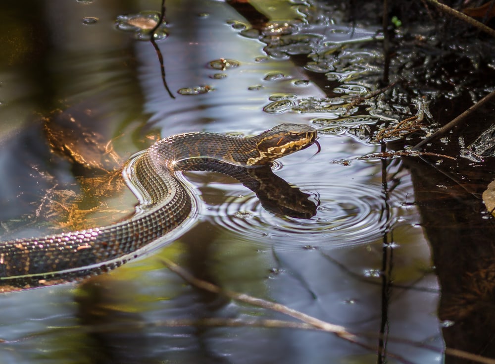Cottonmouth crawling through the swamps