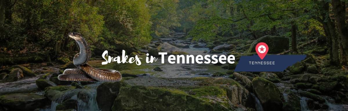 Snakes in Tennessee featured image