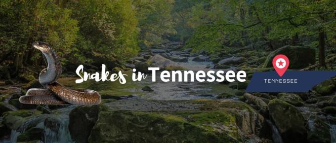 Snakes in Tennessee featured image