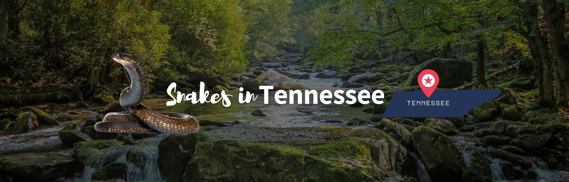 15 Most Common Snakes  in Tennessee (With Pictures)