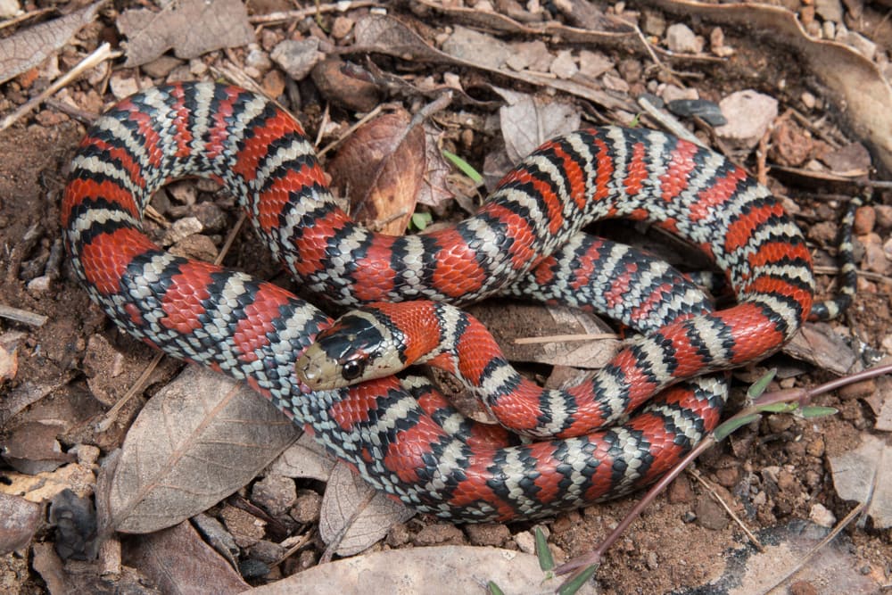 Sonora Mountain Kingsnake crawling on dry leaves