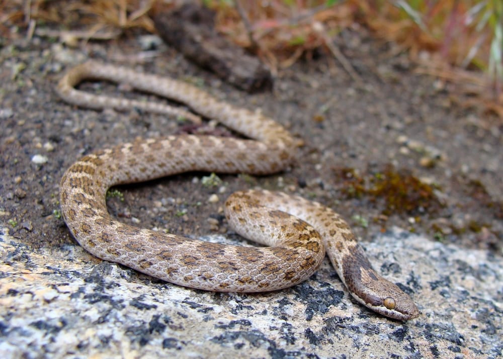 Desert Night Snake walking on soil