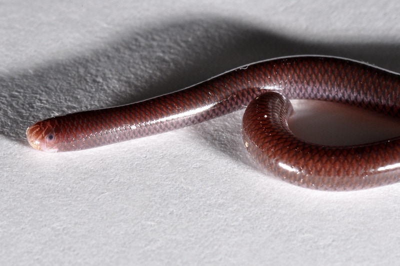 Western Blind Snake laying on white painted rock