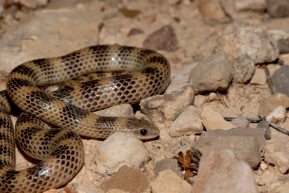 Western Ground Snake crawling on obstacles of rocks