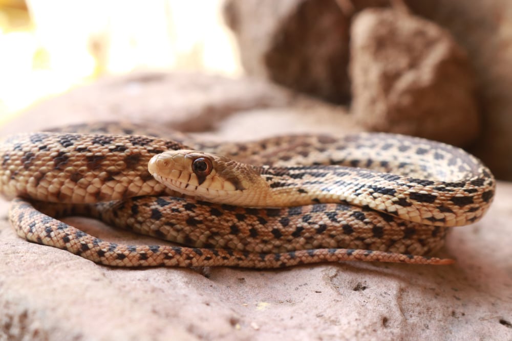 Gopher Snake on top of a soft rock