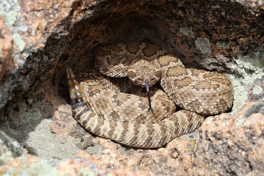 Great Basin Rattlesnake staring at a corner