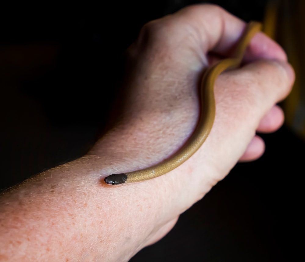 Smith’s Black-Headed Snake on hands of a human