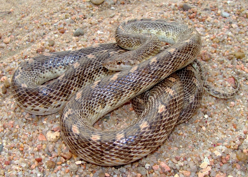 Glossy Snake laying on pebbles