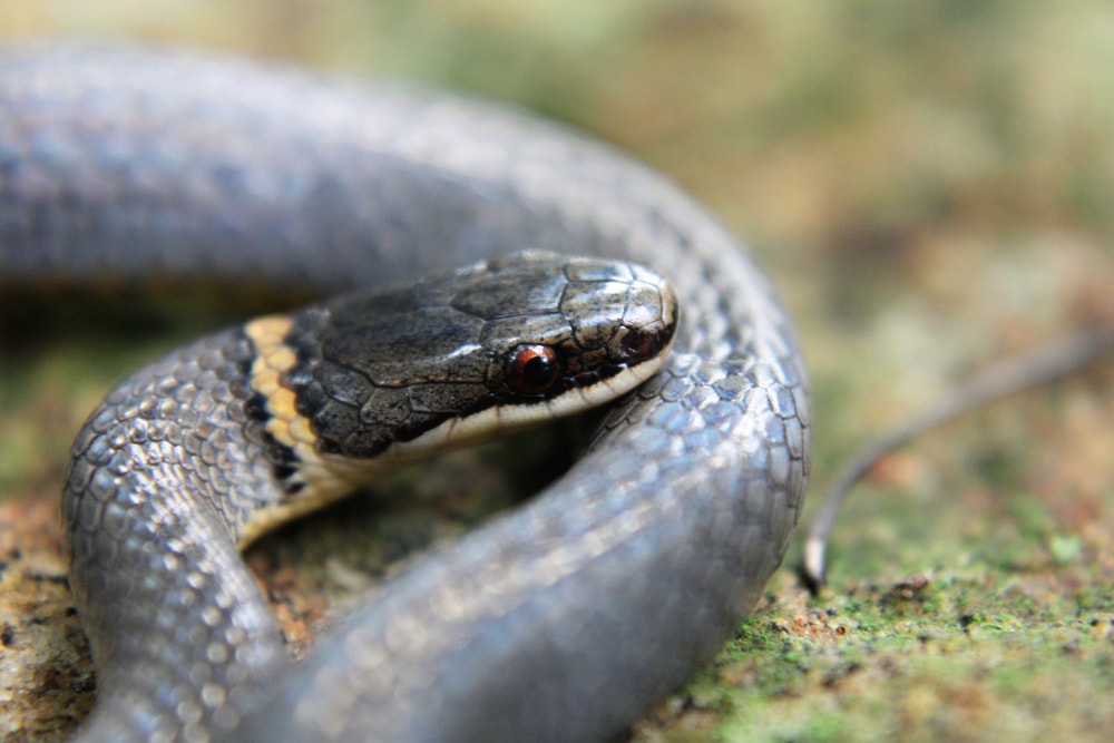 Close up photo of Ring-Necked Snake