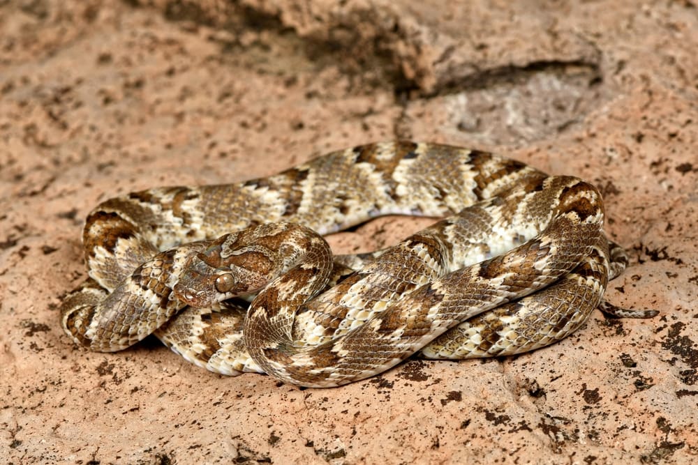 Sonoran Lyre Snake laying on brown soil in cirlce