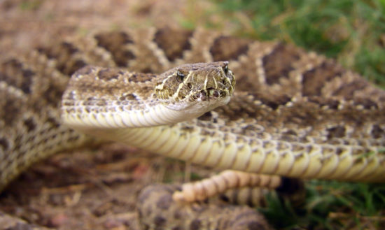 31 Snakes In Utah Id Guide With Facts And Photos