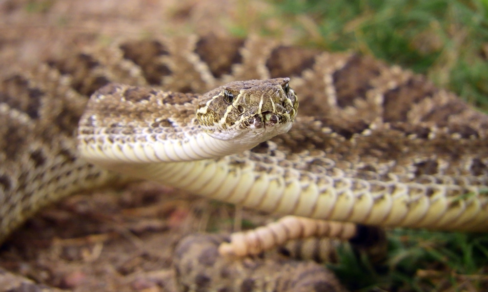 Close up photo of Great Prairie Rattlesnake