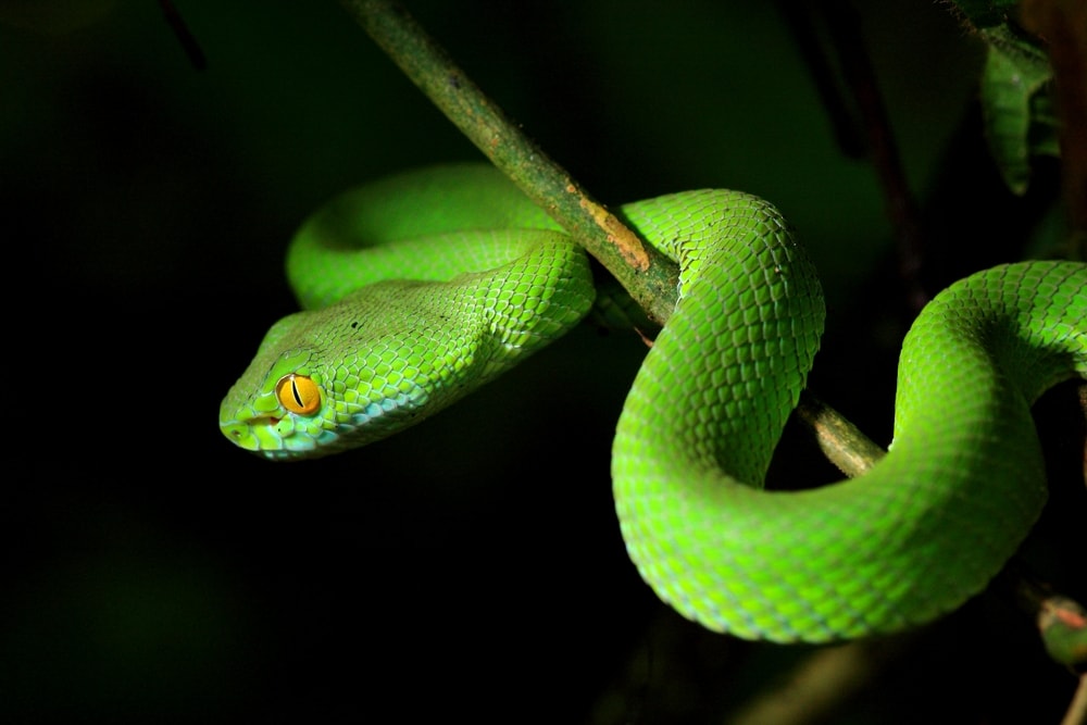 Smooth Green Snake on black background