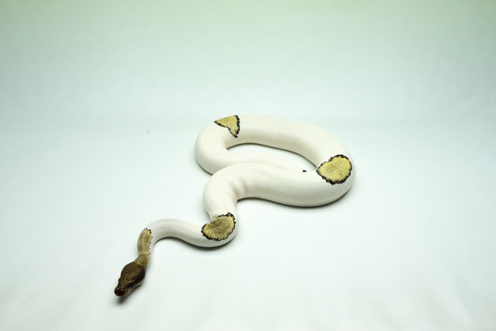 White python on white background