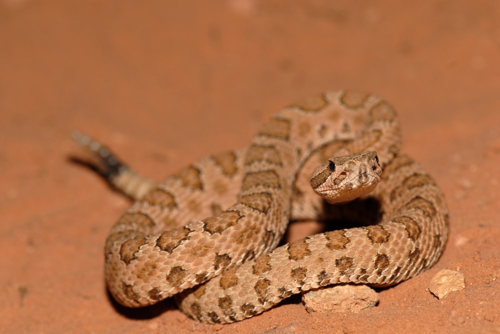 Midget Faded Rattlesnake ready to attack
