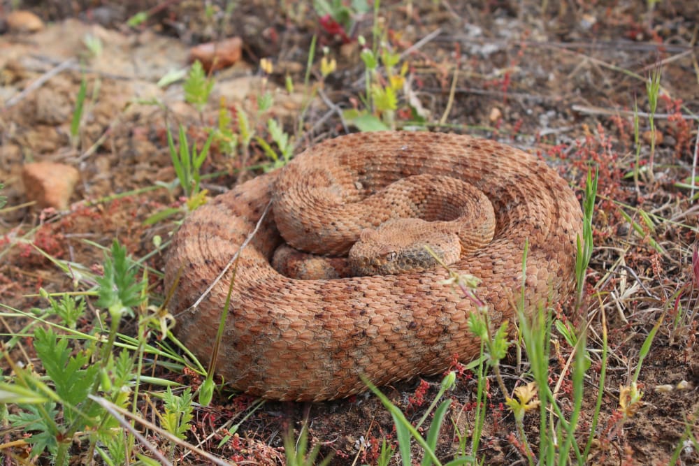 Speckled Rattlesnake hiding in a red soil