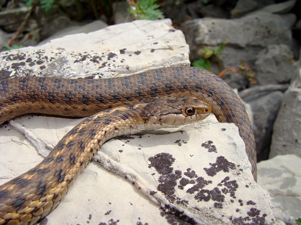 Western Terrestrial Garter Snake crawling on a rock
