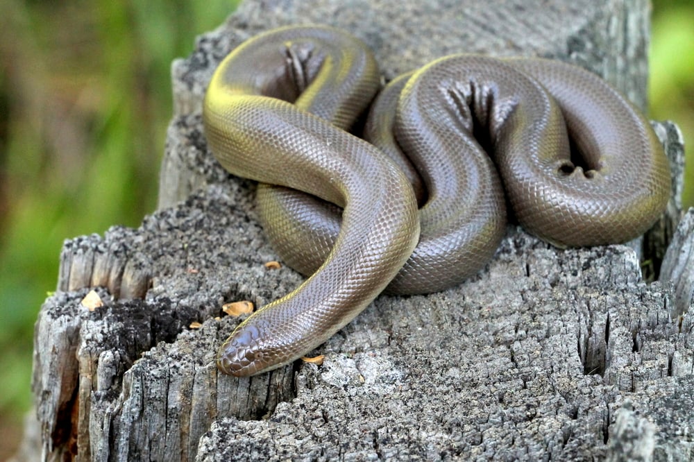 Rubber Boa crawling on top of a wood