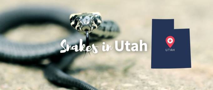 Snakes in Utah featured image