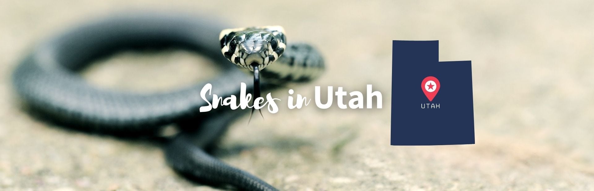 31+ Snakes in Utah: ID Guide with Facts and Photos