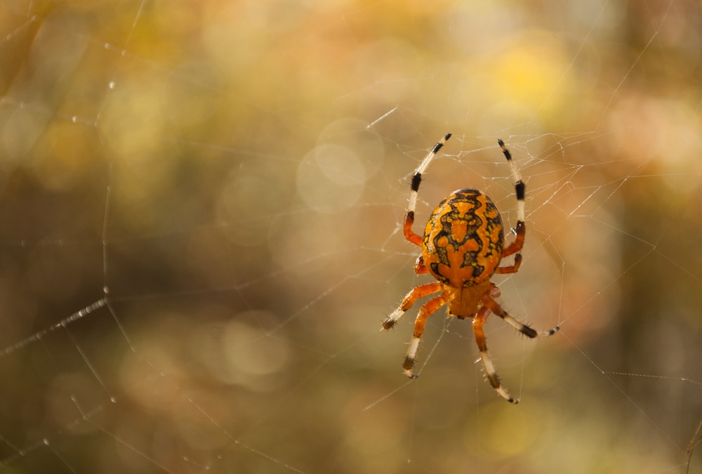Orange spider making his own web