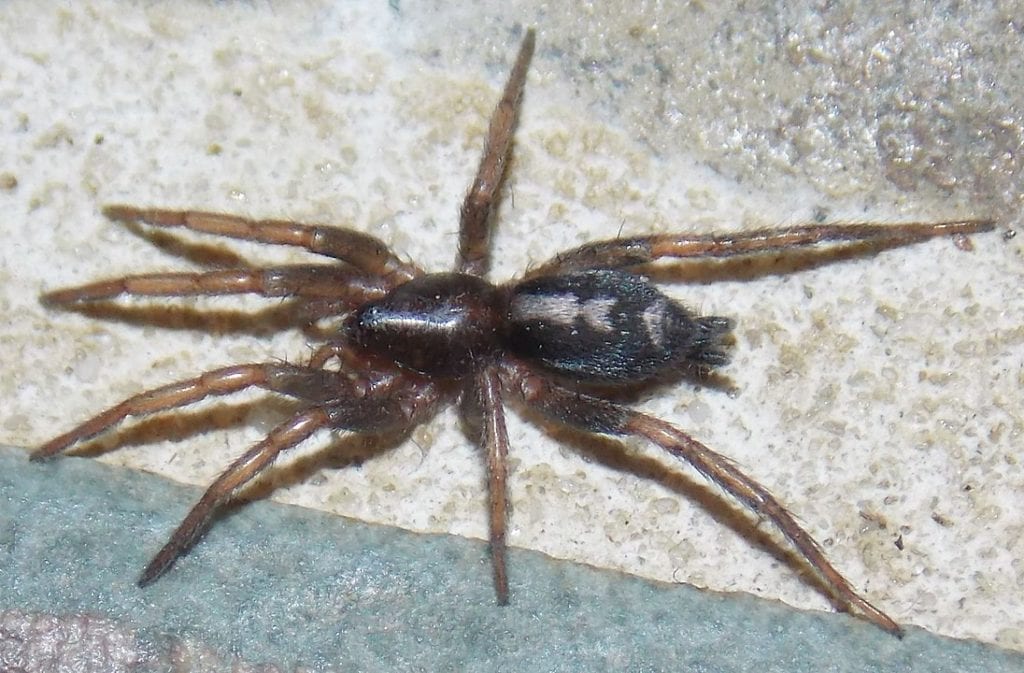 Eastern Parson Spider (Herpyllus ecclesiasticus) in Arkansas