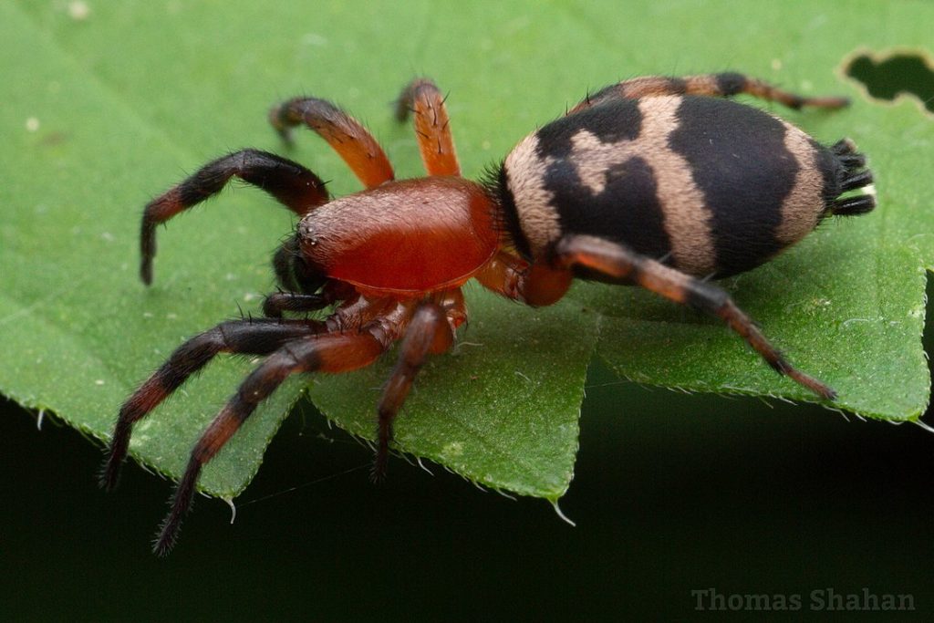 Ground Spider (Sergiolus capulatus) in Arkansas