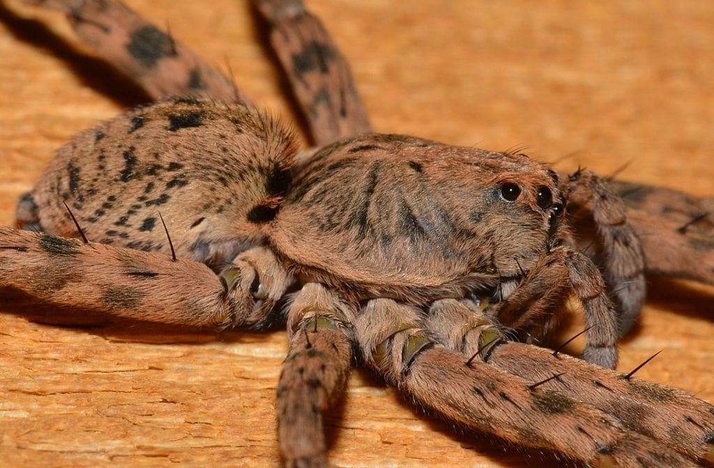 Speckled Wolf Spider (Tigrosa aspersa) in Arkansas