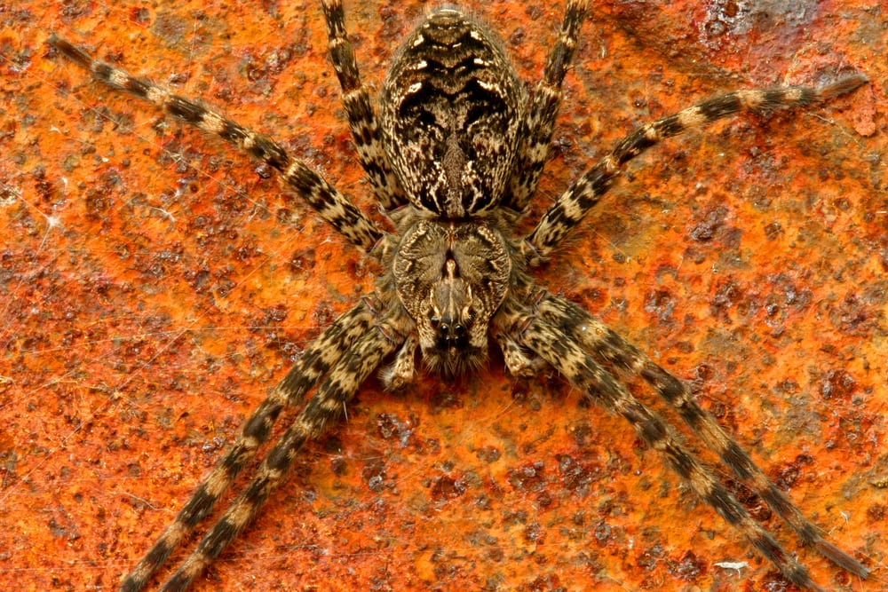 Dark Fishing Spider (Dolomedes tenebrosus) in Arkansas