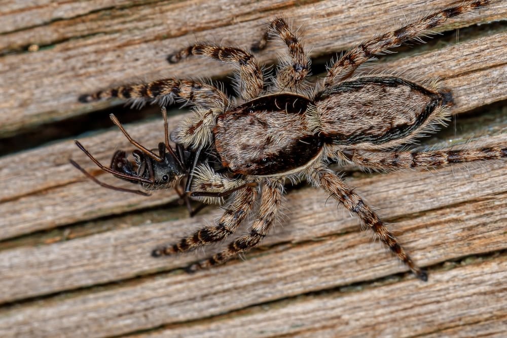Gray Wall Jumping Spider (Menemerus bivittatus) in Arkansas