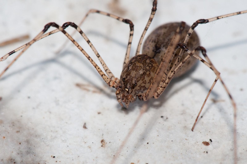Spitting Spider (Scytodes longipes) in Arkansas
