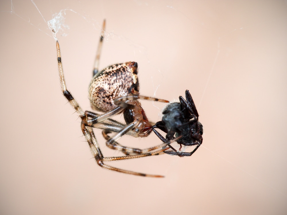 Common House Spider (Parasteatoda tepidariorum) in Arkansas