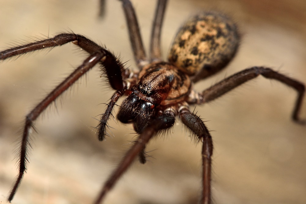 Common House Spider or Barn Funnel Weaver (Tegenaria domestica) of Arkansas