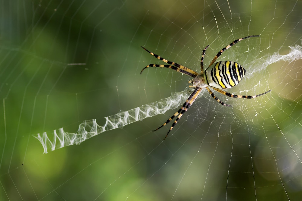 Banded Garden Spider (Argiope trifasciata) of Arkansas