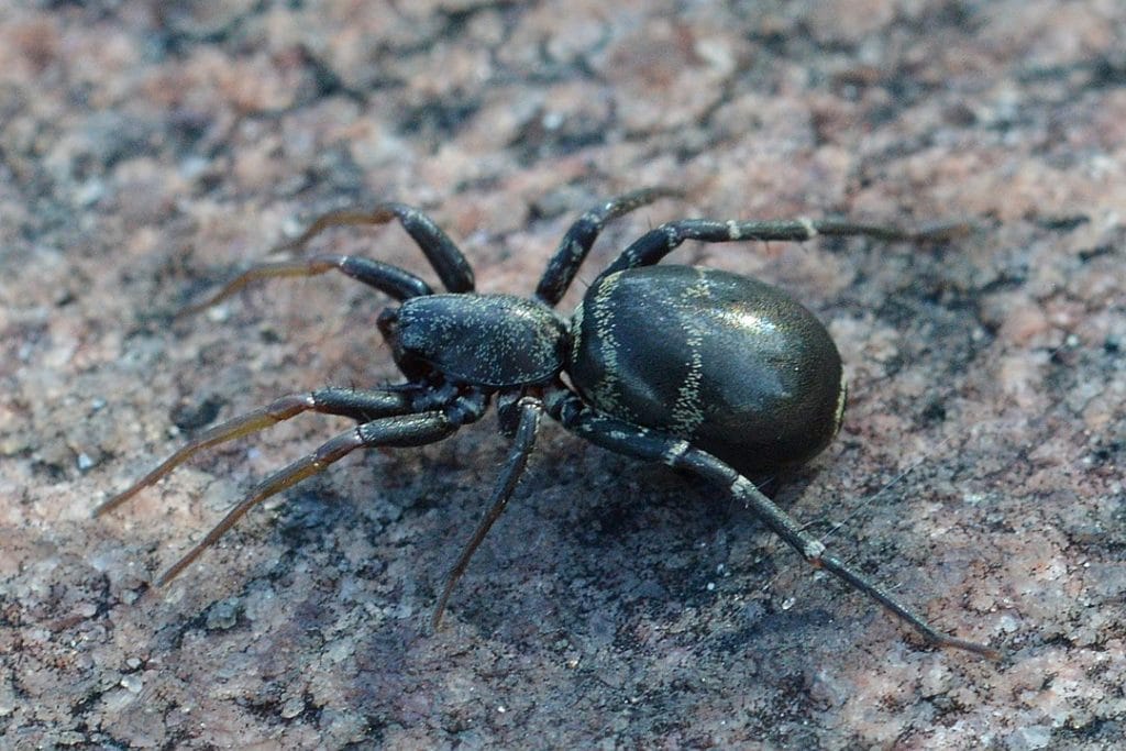 Long-Palped Ant Mimic Sac Spider (Castianeira longipalpa) of Arkansas
