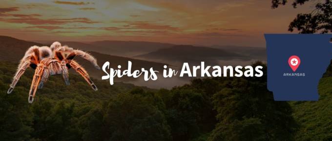 Spiders in Arkansas featured image