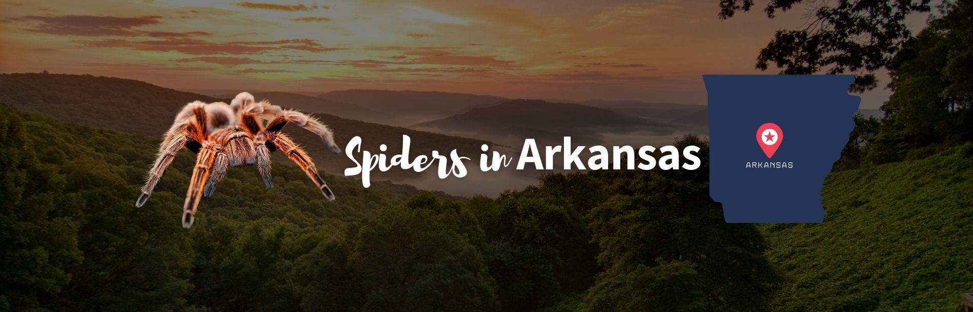 27+ Types of Spiders in Arkansas: ID Guide, Chart and Photos