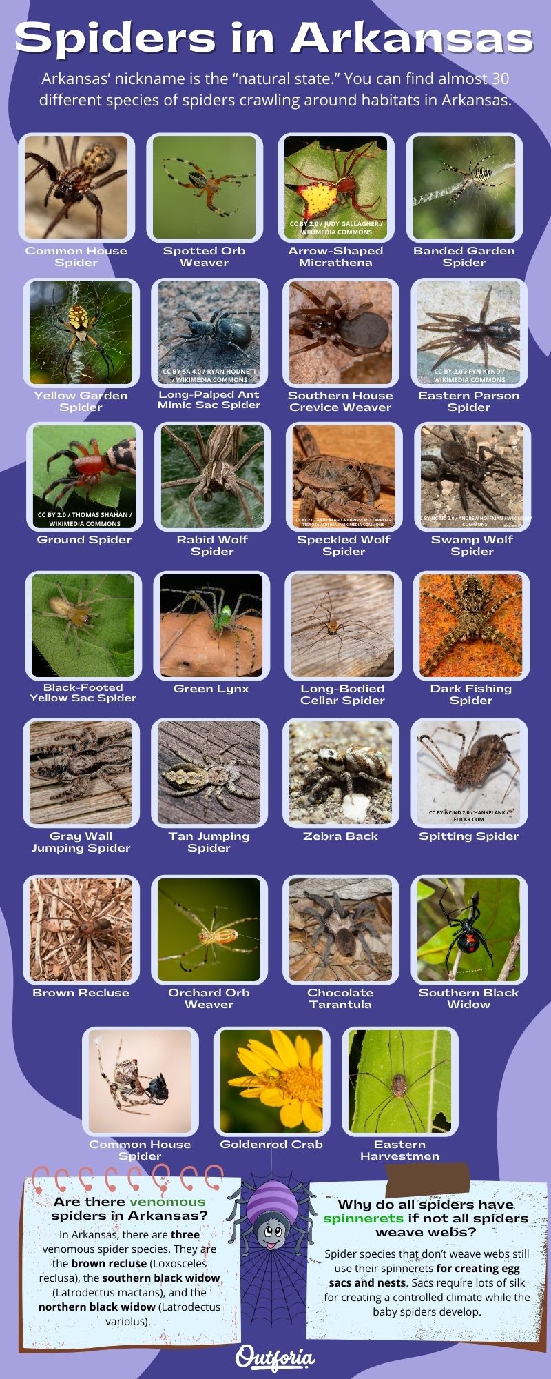 Chart of different Spiders in Arkansas complete with Photos, Facts, and more