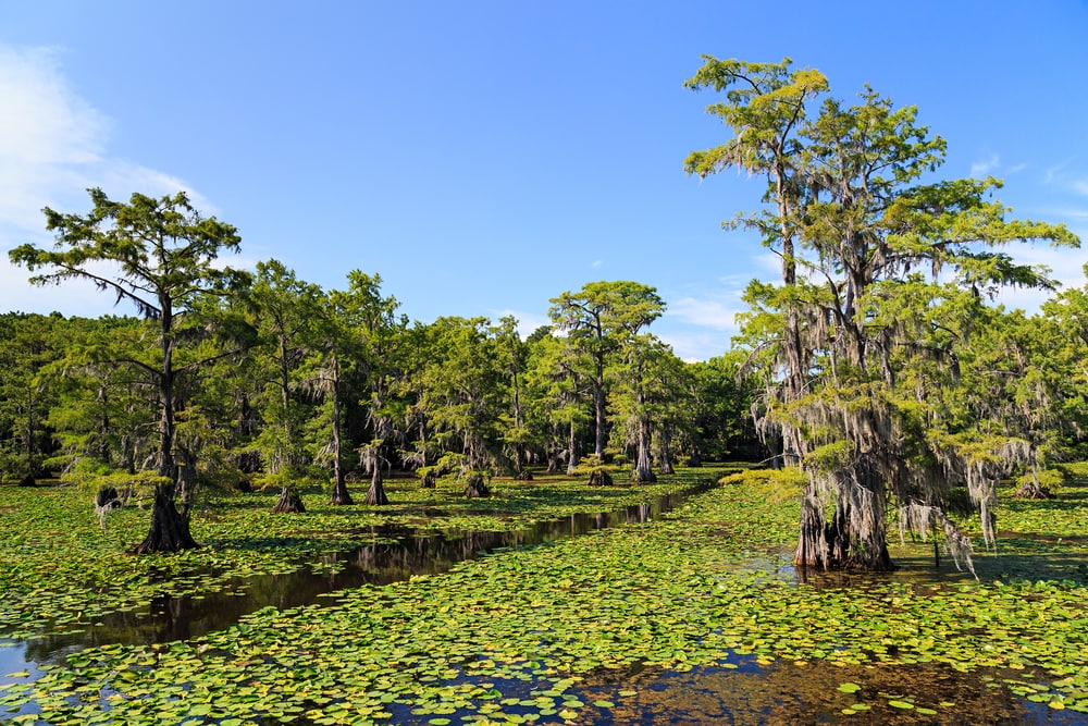 Swamp ecosystem with tall trees under a sunny weather