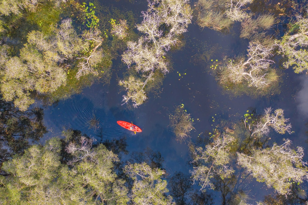 Aerial view of a person kayaking in a swamp