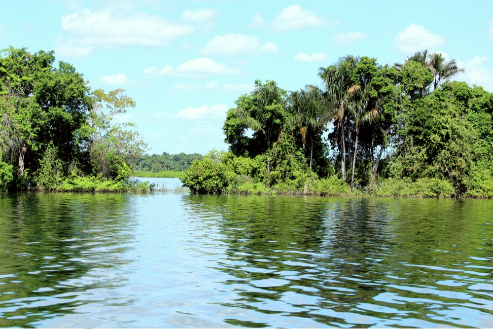 Floodplain forest in Amazon
