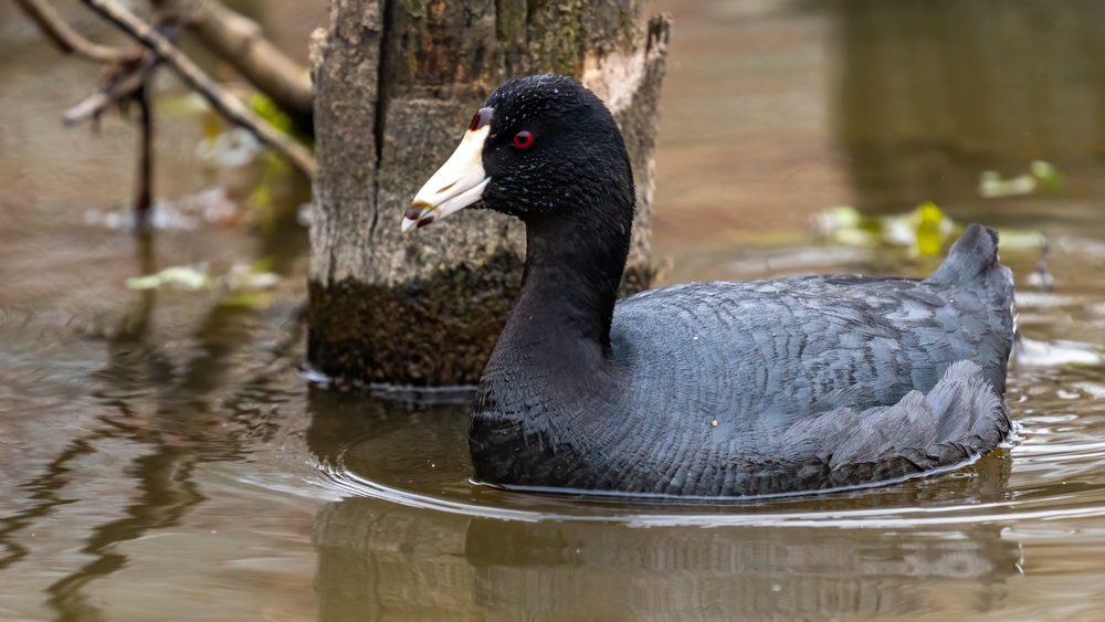 American coot swimming with tree beside it