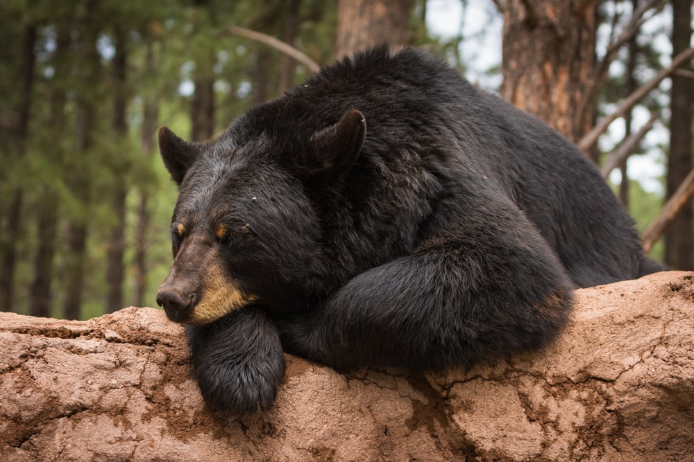 Black bear sleeping on a tree trunk