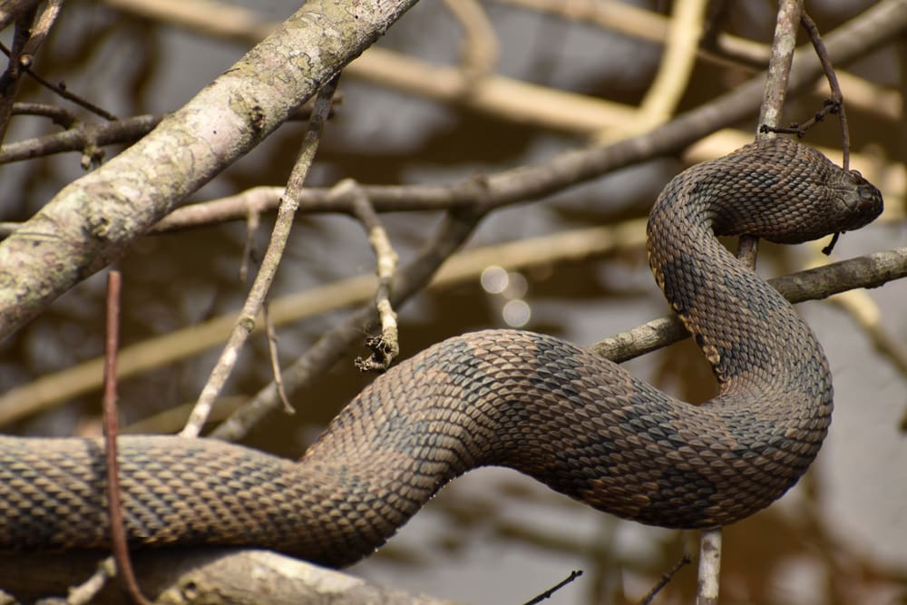 Brown water snake on tree branches